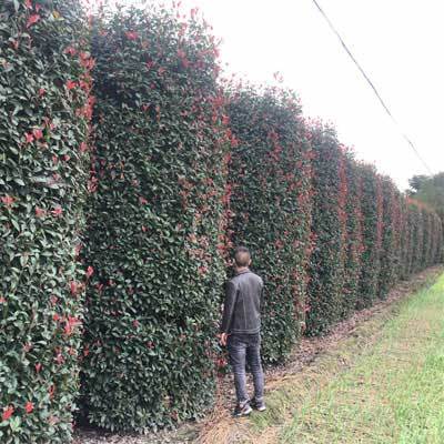 園林綠化工程施工,苗木花木批發,四川樸樹綠化苗木基地直供-成都名川