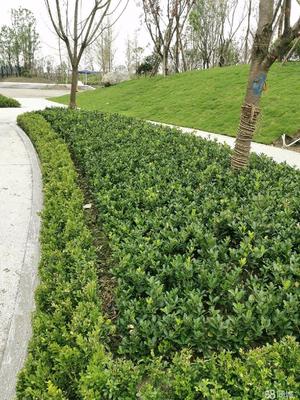 成都市政道路綠化,小區(qū)砍樹、修樹、除草、移栽樹