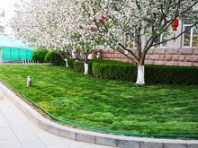 園林集團(tuán)改造豐臺(tái)區(qū)政府院內(nèi)園林綠化工程