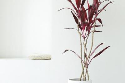 武漢花卉租擺,武漢園林工程,武漢綠化養護_百業搜