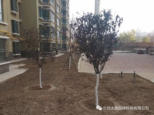 永登西太華 置地新城園林綠化工程現場