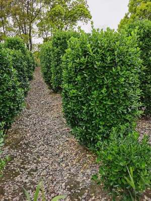 杭州大葉黃楊柱 大葉黃楊柱批發(fā)基地希弘園藝 大葉黃楊柱